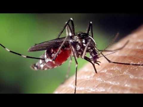 Comment se débarrasser des piqûres de moustiques