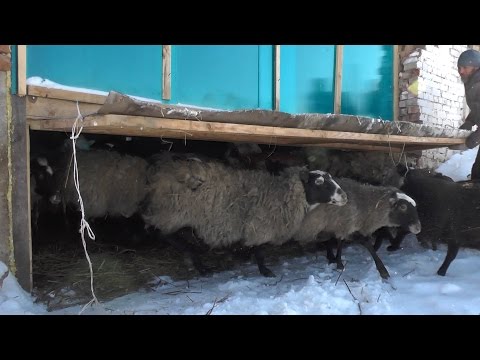 Farm in Russia - where to start and how to succeed