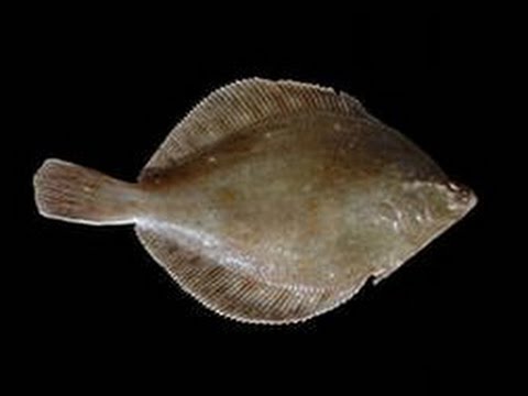 How to clean flounder before cooking