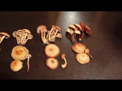 How to salt honey mushrooms for the winter at home