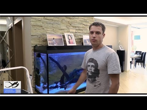 Hogyan tisztítsuk meg az akváriumot - lépésről lépésre