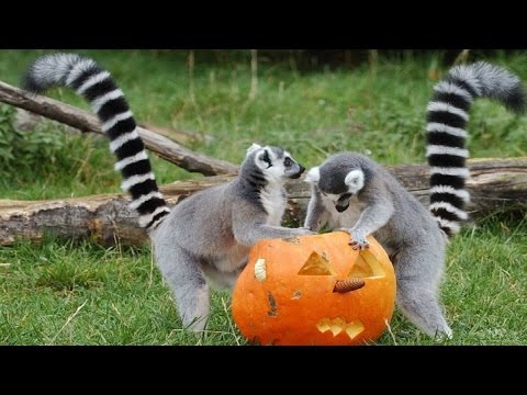 Where do lemurs live?