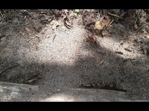 Sådan slipper man af med myrer i et hus for evigt