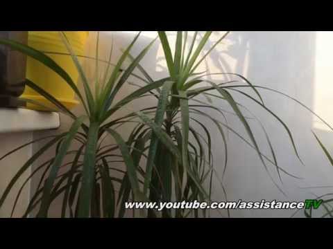 How to care for dracaena at home