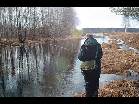 Cách bắt cá chép trên cần câu - mẹo câu cá