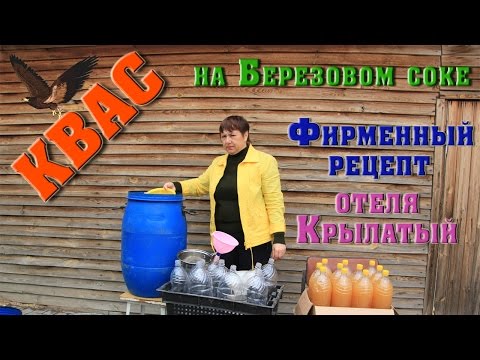 How to make kvass from birch sap - 5 step-by-step recipes