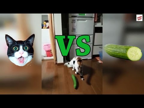 Kāpēc kaķi baidās no gurķiem