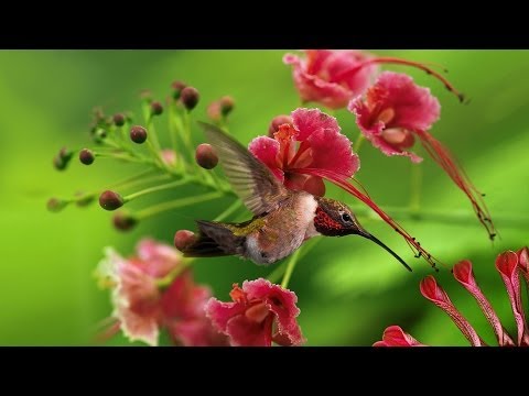 Hvor bor kolibrier