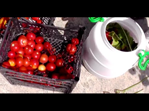 Jak solit rajčata na zimu - 5 krok za krokem recepty