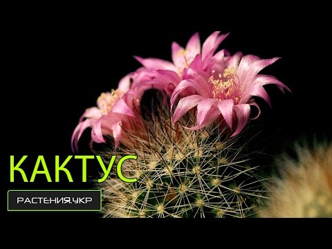Kaktus: art, hjemmepleje, avl, rådgivning og sygdom