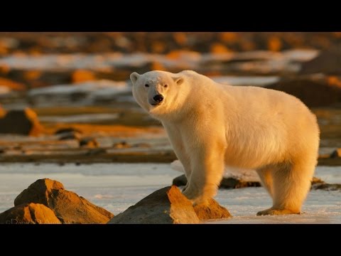 Где живе поларни медведи и пингвини?