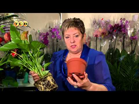 Anthurium - hjemmepleje, hvorfor bladene tørre og ikke blomstrer