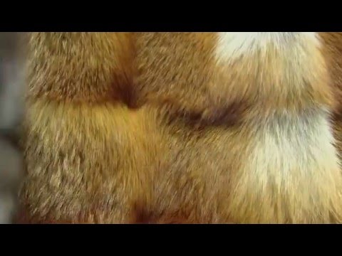 Cách làm sạch lông từ hải ly và lông thỏ