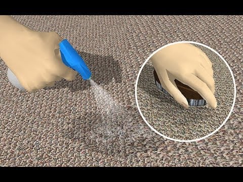 Hvordan bli kvitt lukten av katteurin i sko, på møbler og teppe