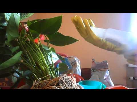 Anthurium - mājas aprūpe, kāpēc lapas izžūst un nav zied