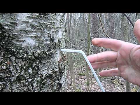 Birch sap - khi thu thập, lợi ích và tác hại