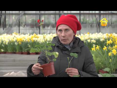 Pelargonium - gondozás és szaporodás otthon