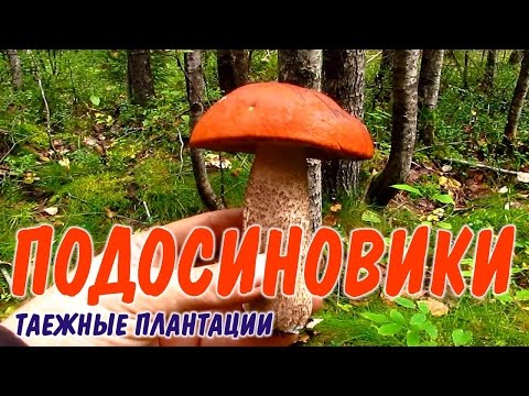 How to pickle cap boletus for the winter in banks