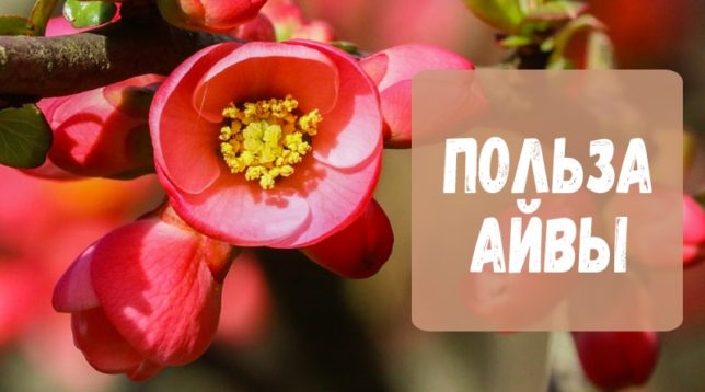 Quince blomster
