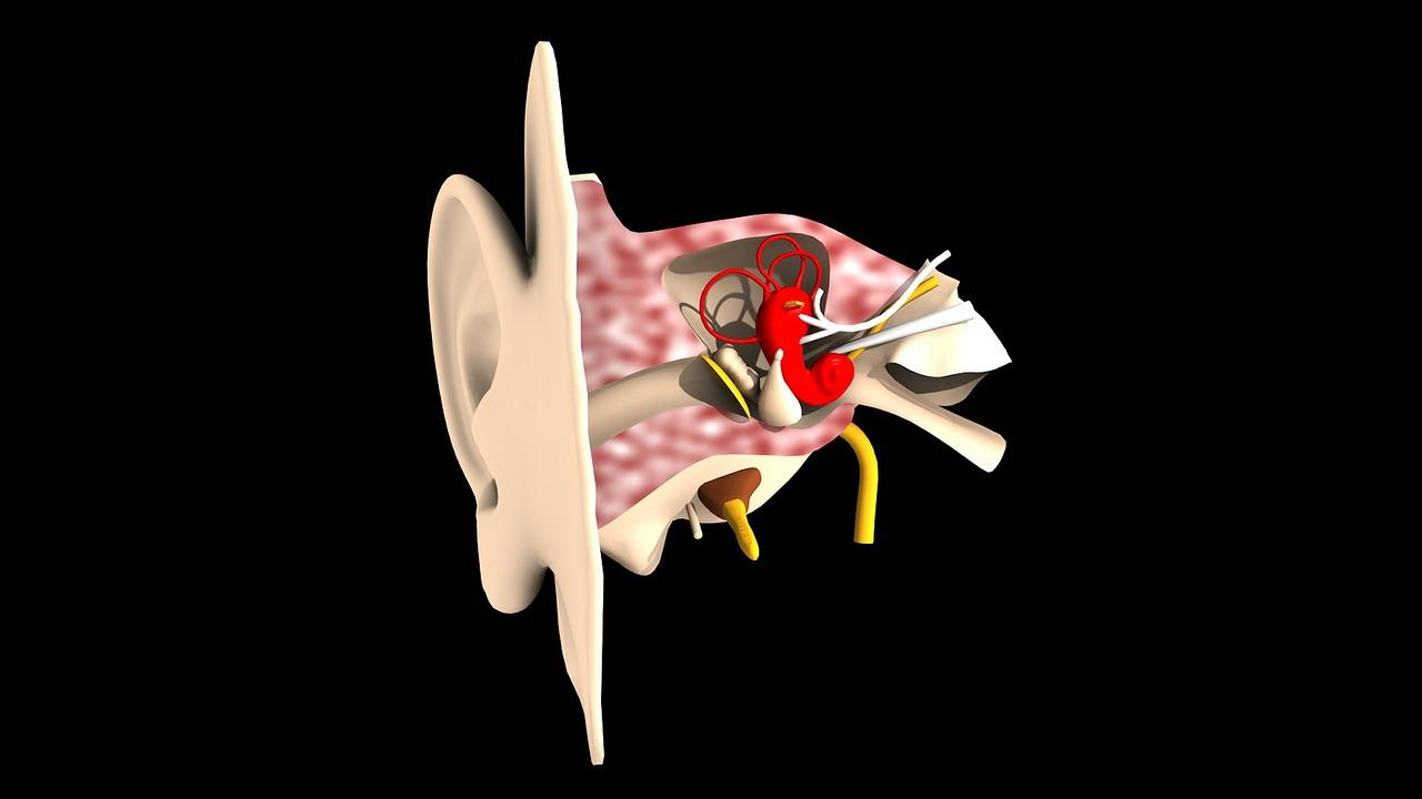 La structure du canal auditif d'une personne