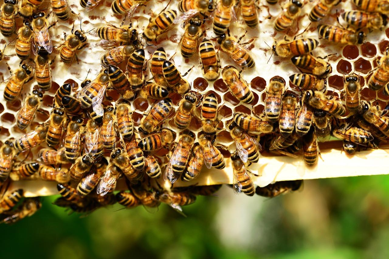 Mehiläiset tuottavat todellista hunajaa hunajakennoissa.