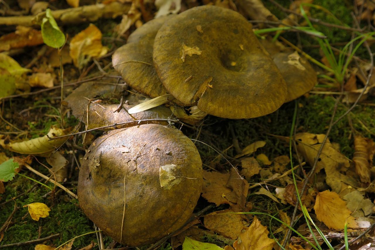 Kuva sienistä