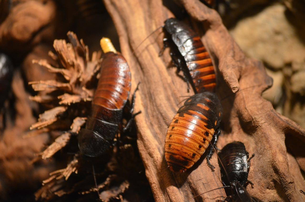 Foto af store amerikanske kakerlakker