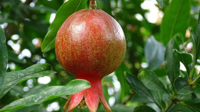 Real Georgian Pomegranate
