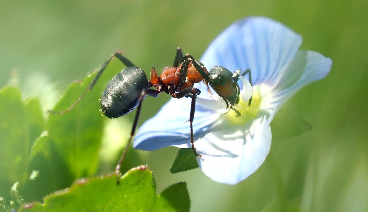 Lähikuva kuva muurahaisesta