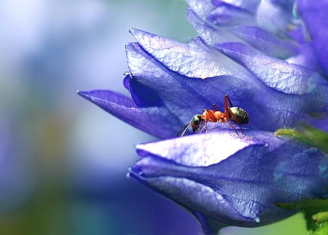 Фотографија мрава у цвету