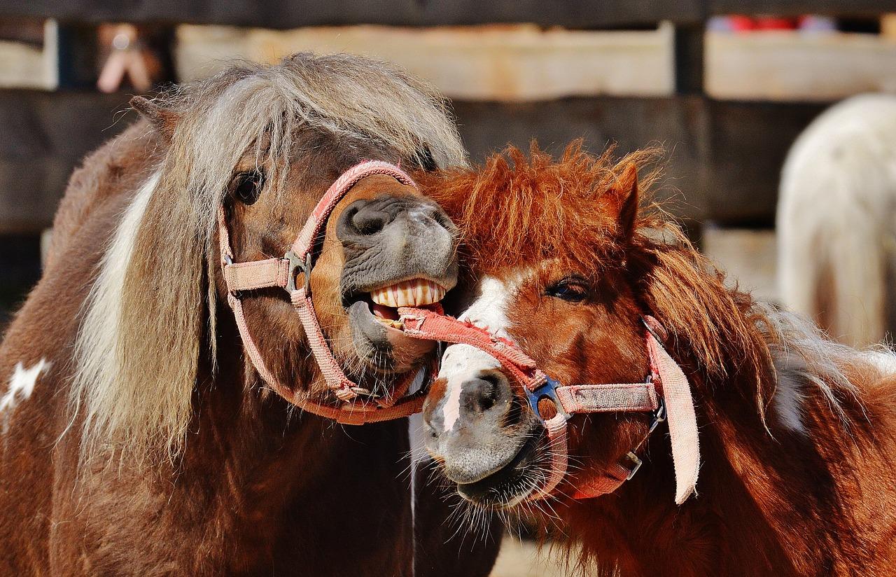 Kuva iloisista ja ystävällisistä hevosista
