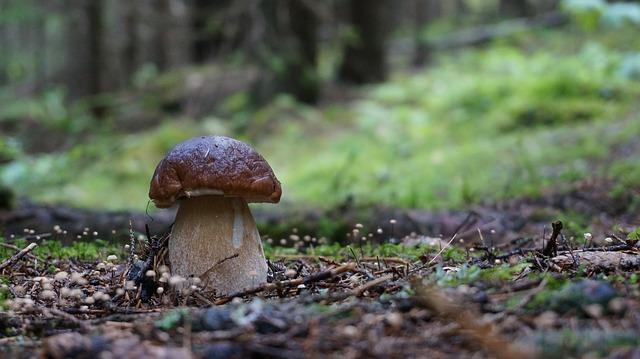 Valkoinen sieni metsässä