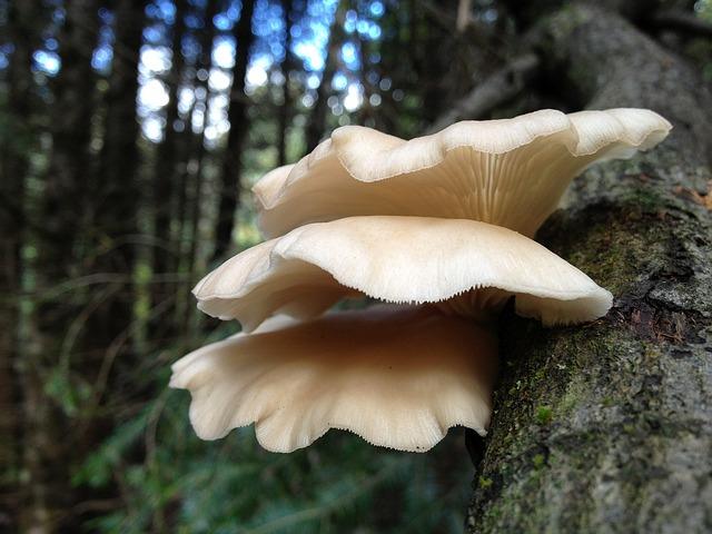 Oyster mushrooms on a tree