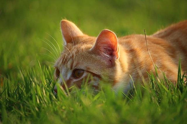 Кото седи у трави