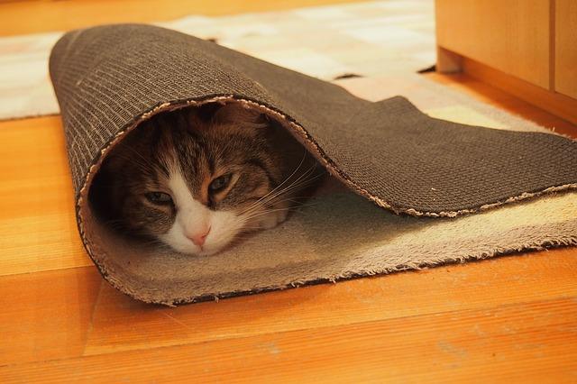 Hình ảnh một con mèo trong một tấm thảm