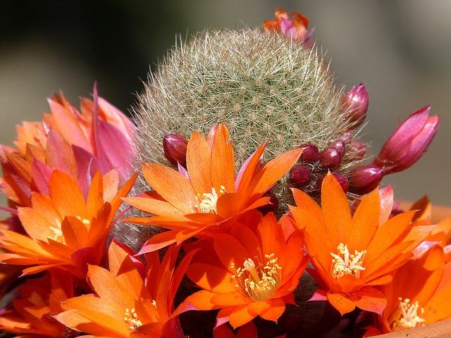 Blomstrende kaktus