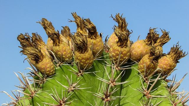 Sausie kaktusa ziedi