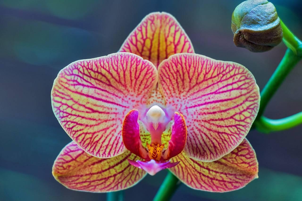 Vi planter en orkide phalaenopsis derhjemme