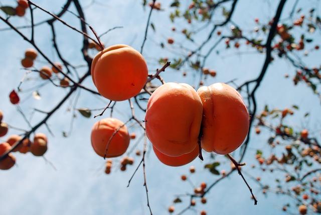 Ripe persimmon berries on a tree