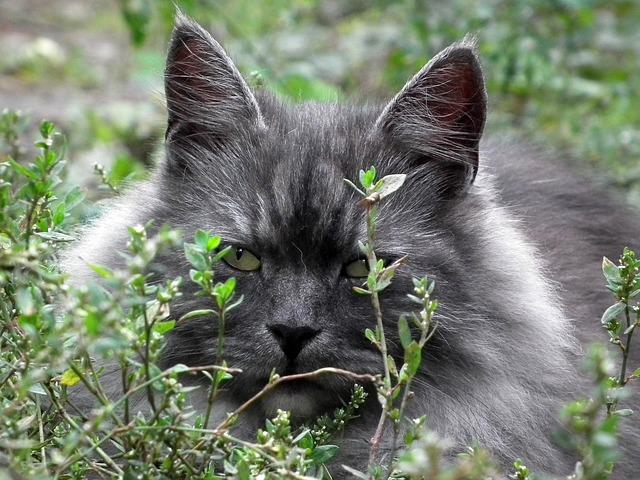 Прелепа сива мачка