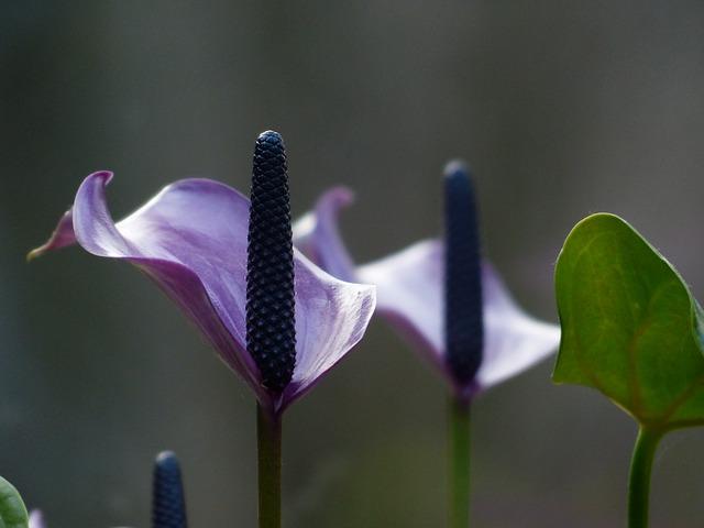 Lila spathiphyllum virágzat