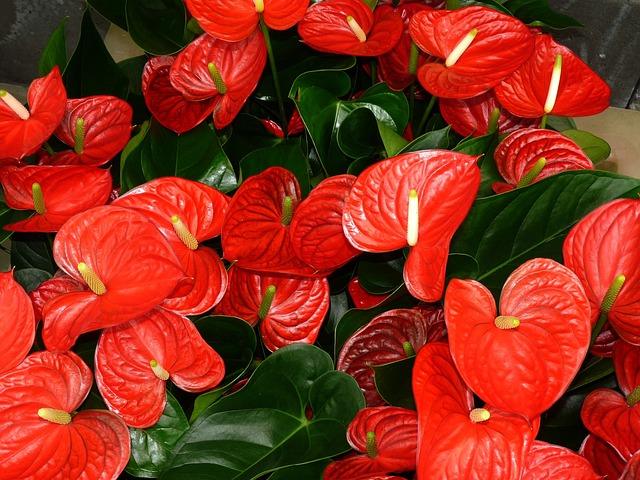 Foto af Anthurium blomsterstande