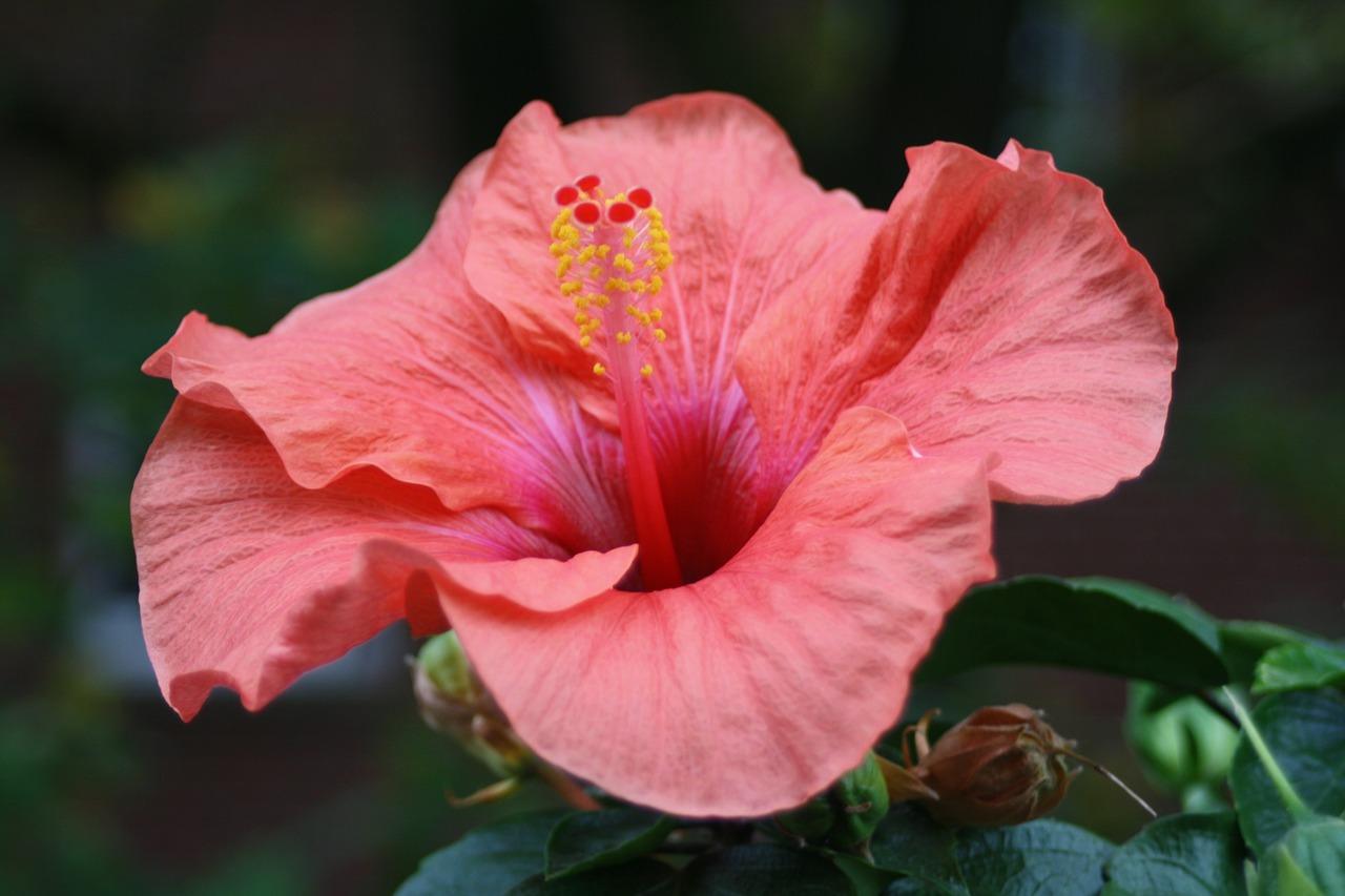 Hibiscus blomsterfoto