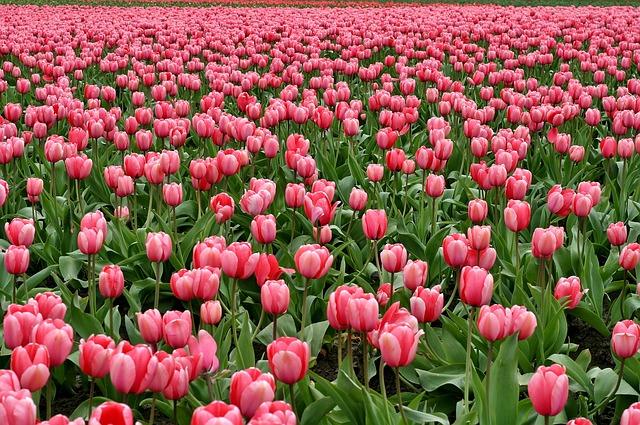Cánh đồng hoa tulip