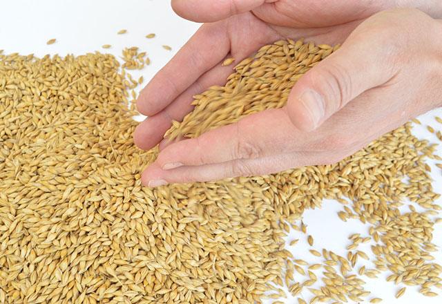 Barley Grains in the hands