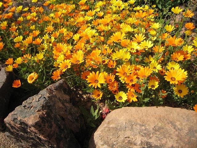 Photo of marigolds in the wild