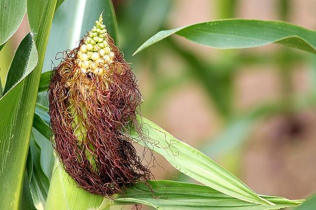 Ear of maize with hair