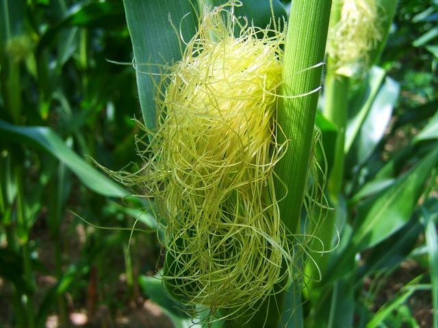 Gros plan de fibres de maïs