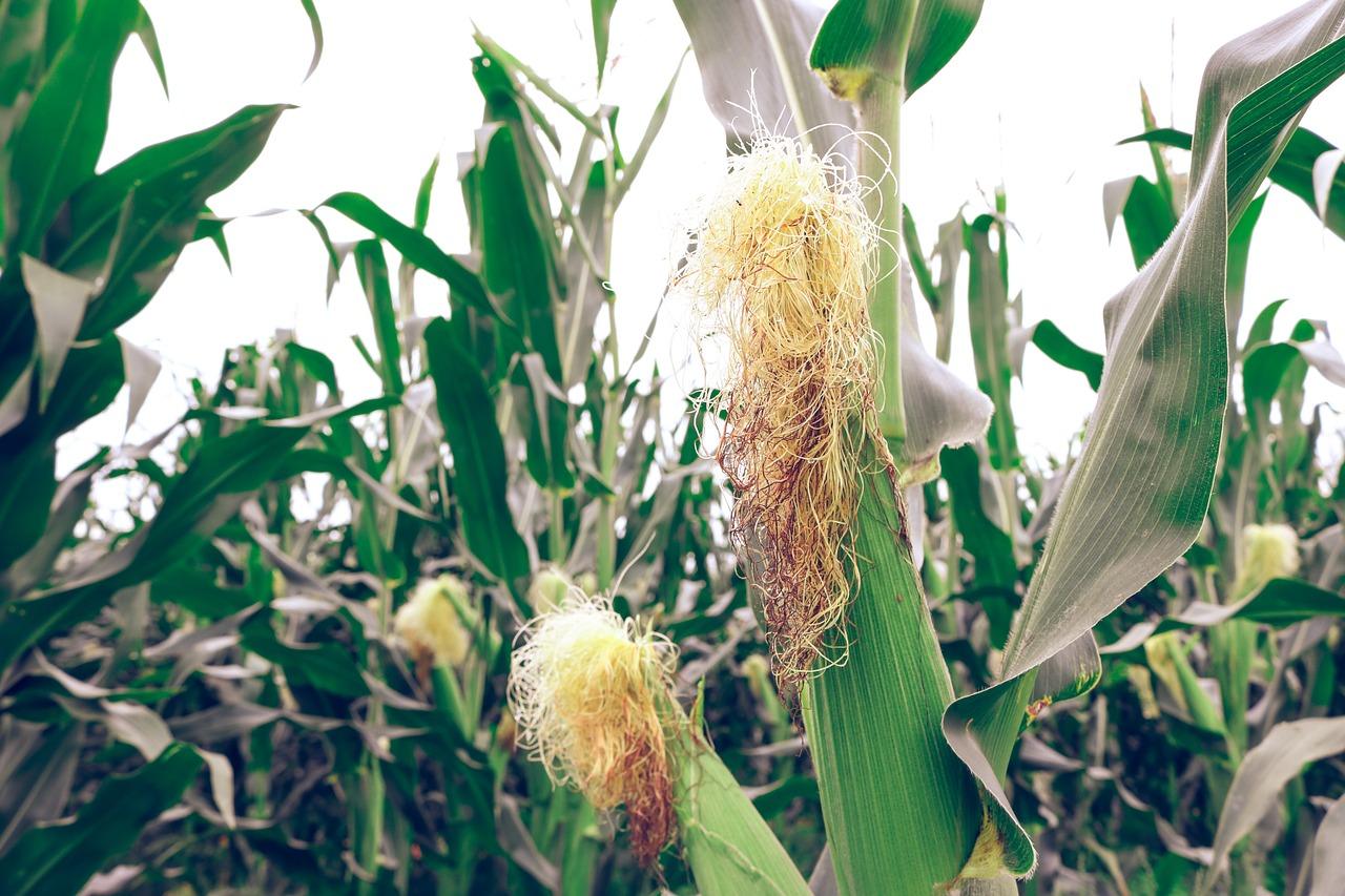Corn stigmas medisinske egenskaper og kontraindikasjoner