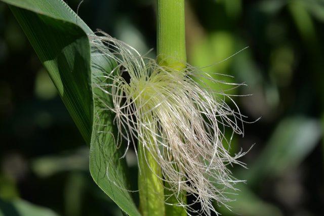 Photo de fibres de maïs